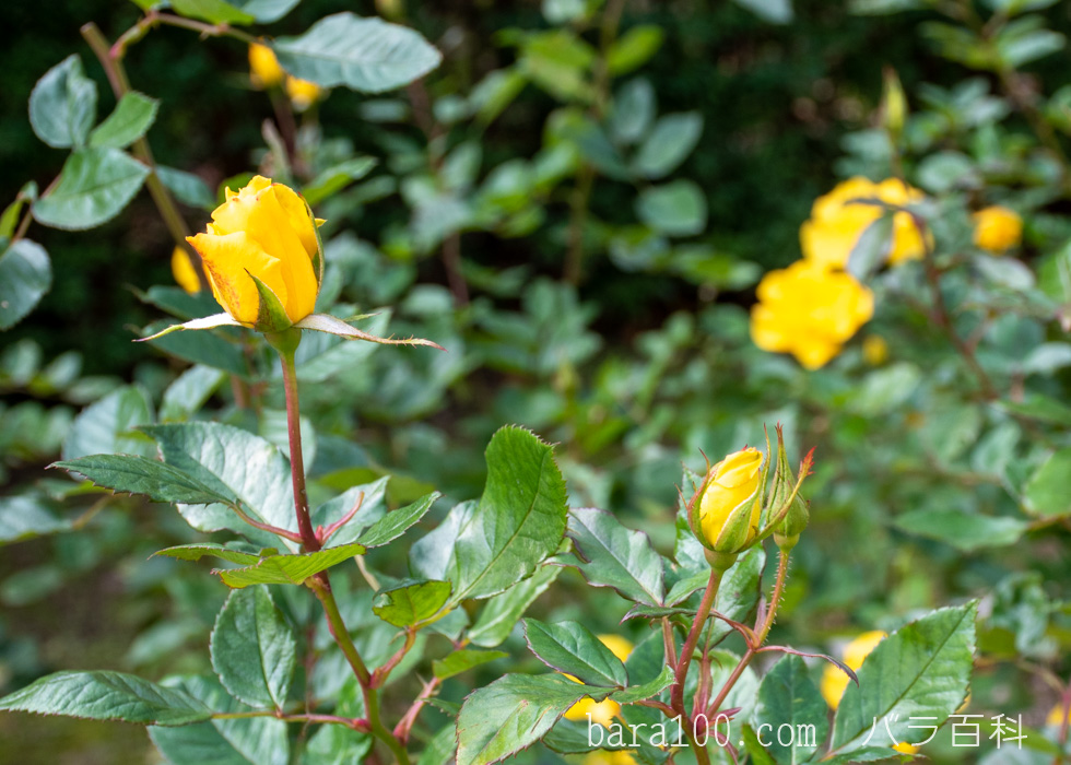 サプライズ：長居植物園バラ園で撮影したバラのつぼみ