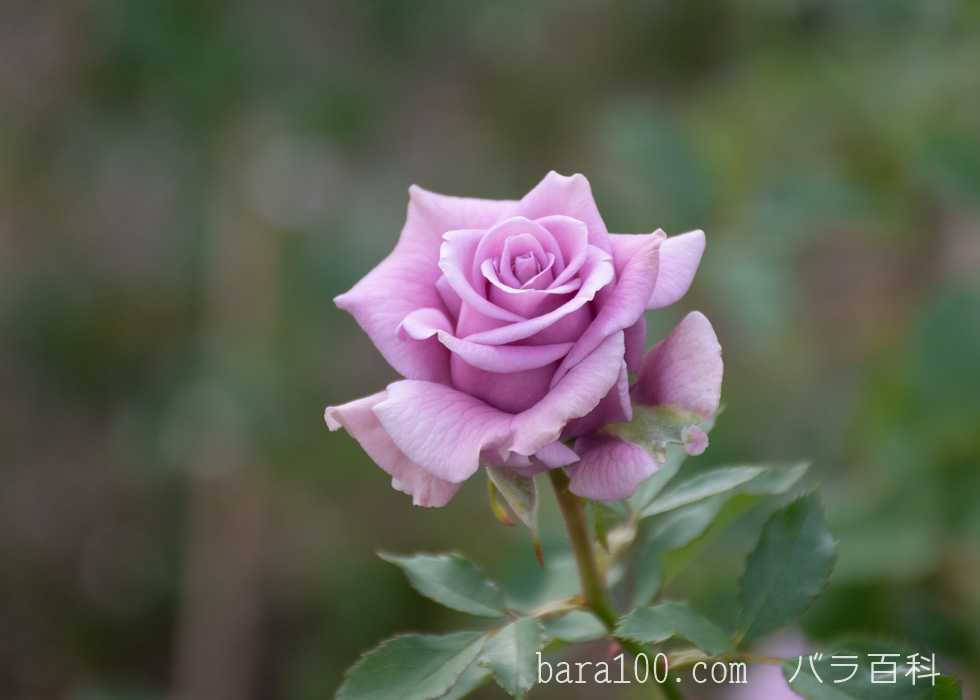 スイート・ムーン：長居植物園バラ園で撮影したバラの花