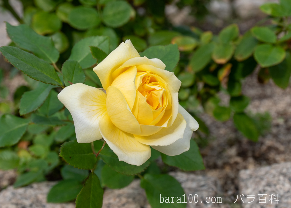 トゥールーズ ロートレック：長居植物園バラ園で撮影したバラの花