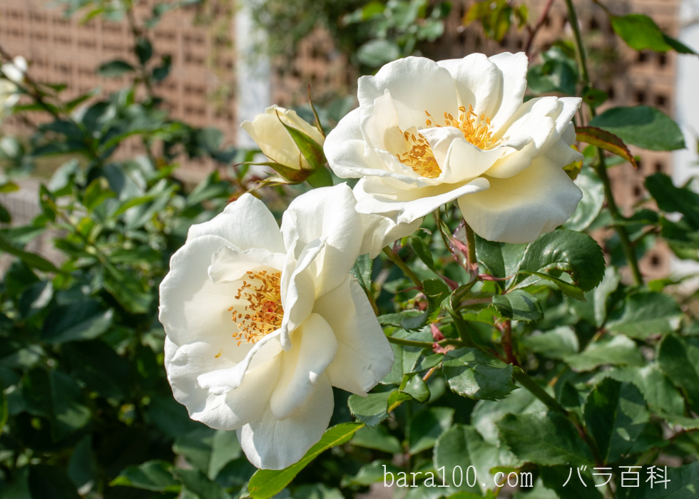ホワイト・マジック：長居植物園バラ園で撮影したバラの花