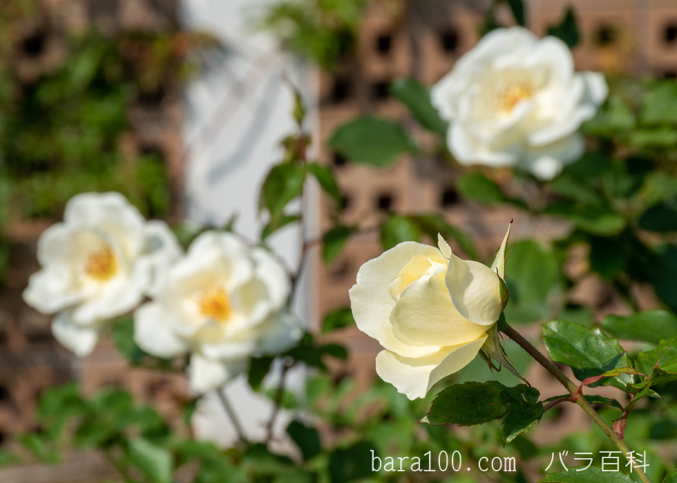 ホワイト・マジック：長居植物園バラ園で撮影したバラの花