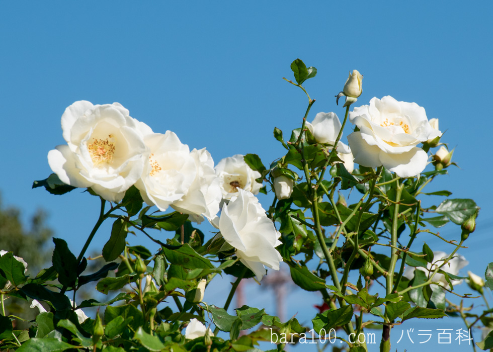 ホワイト・マジック：庄堺公園バラ園で撮影したバラの花