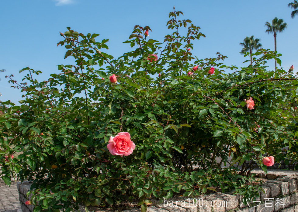 ザンブラ：長居植物園バラ園で撮影したバラの木