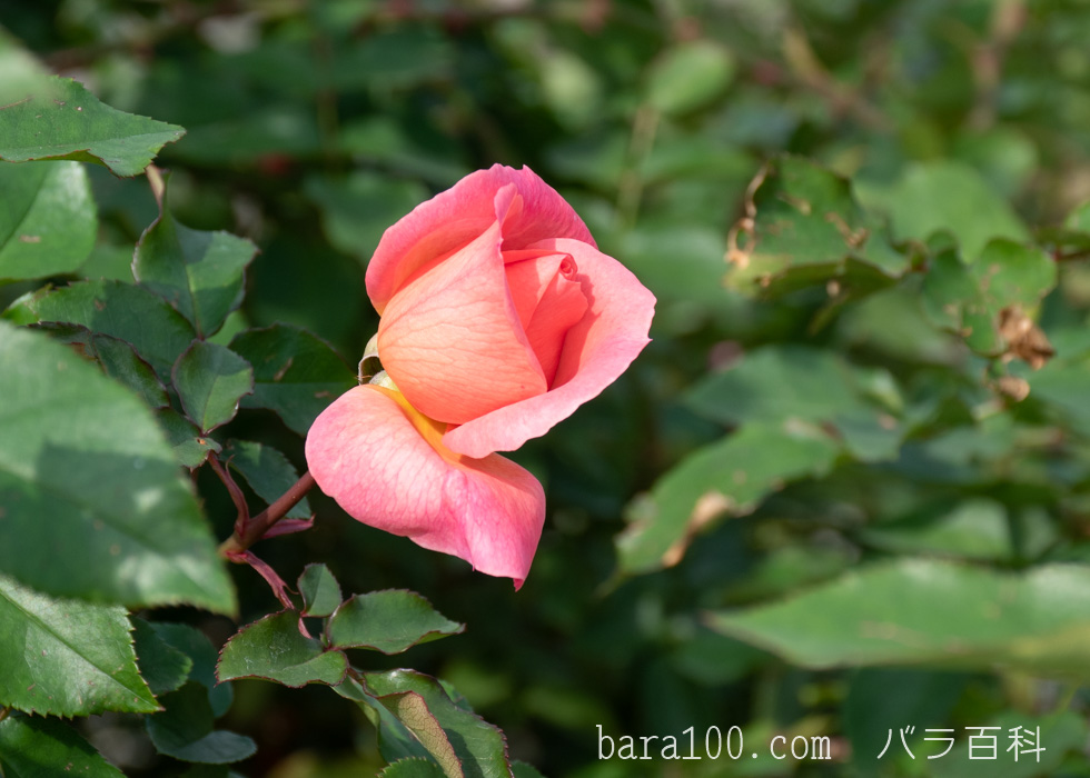 ザンブラ：長居植物園バラ園で撮影したバラの花