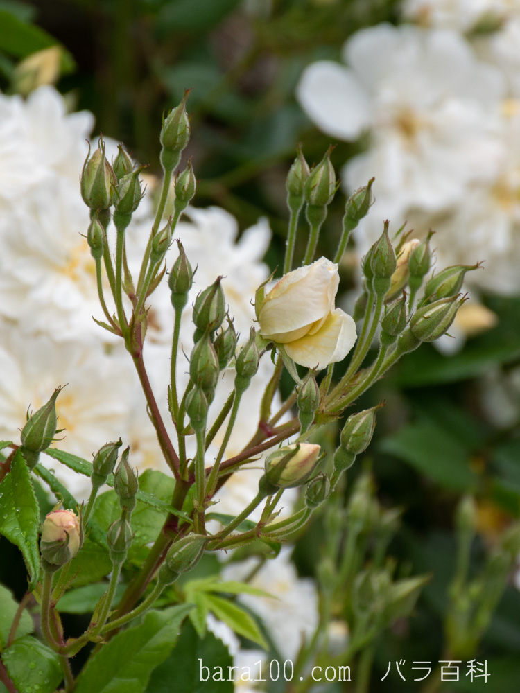 スノー・グース：びわ湖大津館イングリッシュガーデンで撮影したバラの蕾