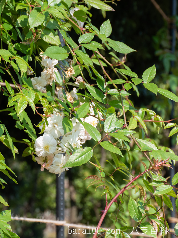 スノー・グース：長居植物園バラ園で撮影した秋バラの花