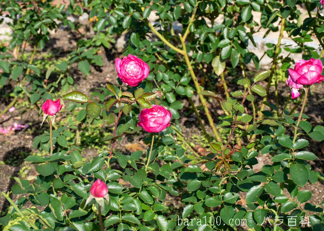 イヴ ピアジェ/イブ・ピアッチェ：花博記念公園鶴見緑地バラ園で撮影したバラの花