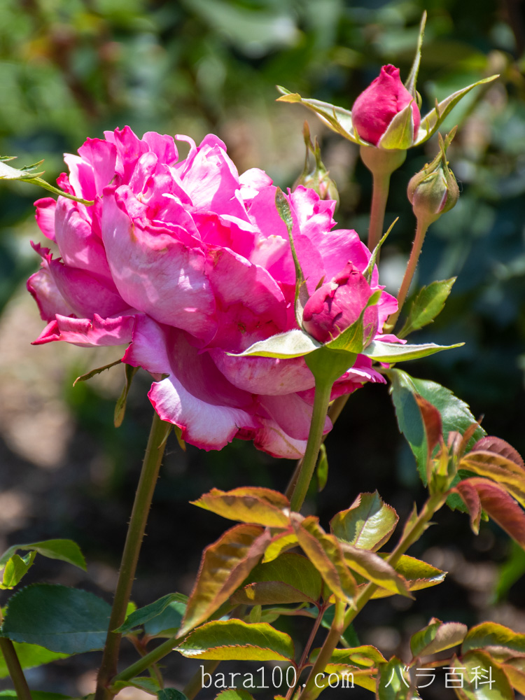 イヴ・ピアジェ/イブ・ピアッチェ：びわ湖大津館イングリッシュガーデンで撮影したバラの花とつぼみ