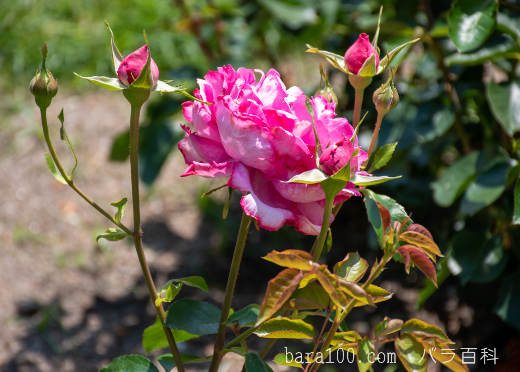 イヴ・ピアジェ/イブ・ピアッチェ：びわ湖大津館イングリッシュガーデンで撮影したバラの花