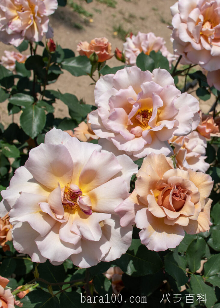 ジュリア：片山公園 バラ園で撮影したバラの花