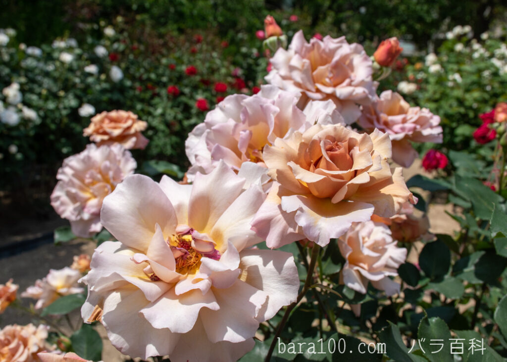 ジュリア：片山公園 バラ園で撮影したバラの花