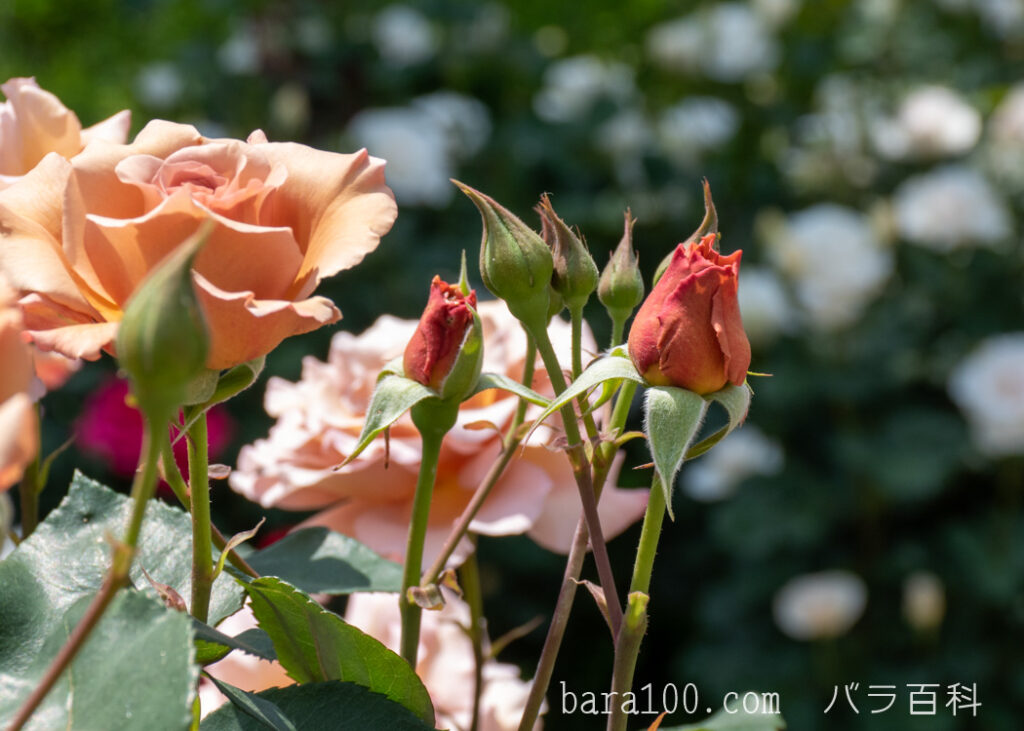 ジュリア：片山公園 バラ園で撮影したバラの蕾