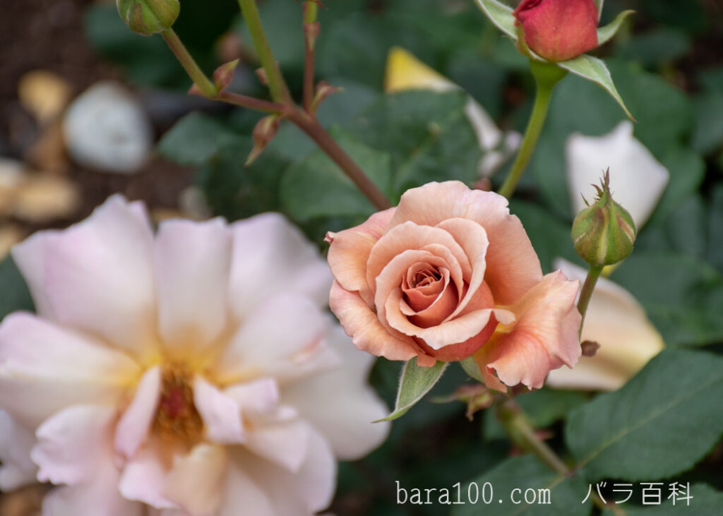 ジュリア：長居植物園バラ園で撮影したバラの花