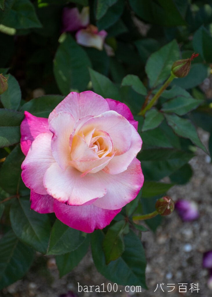 アブラカダブラ：ひらかたパーク ローズガーデンで撮影したバラの花