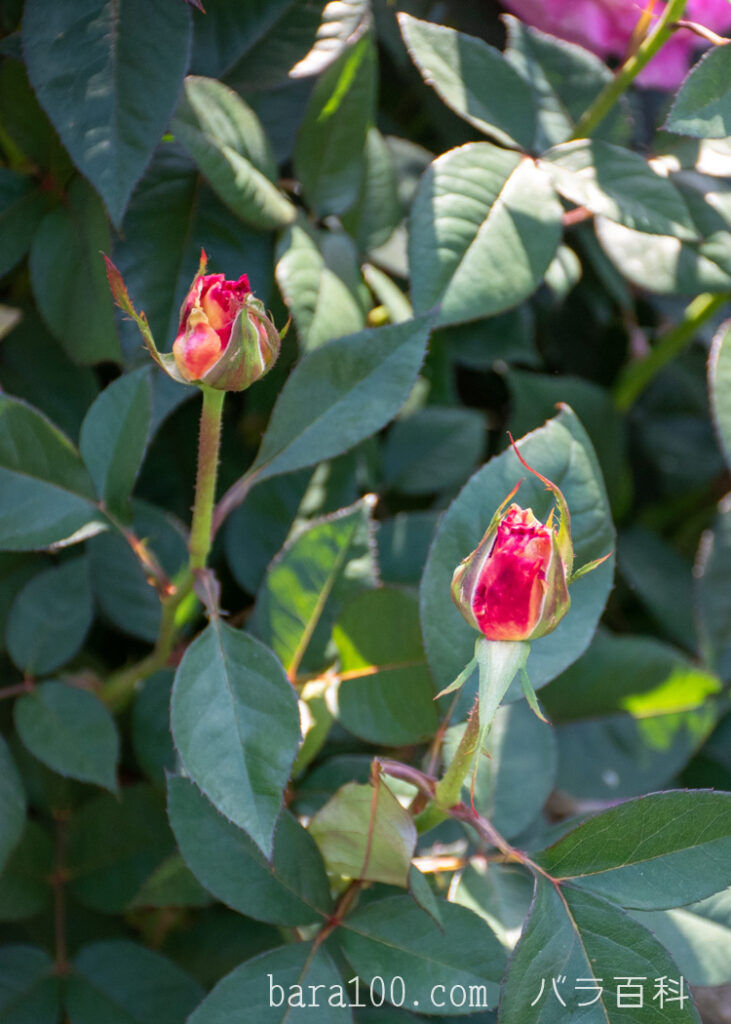 アブラカダブラ：ひらかたパーク ローズガーデンで撮影したバラの蕾