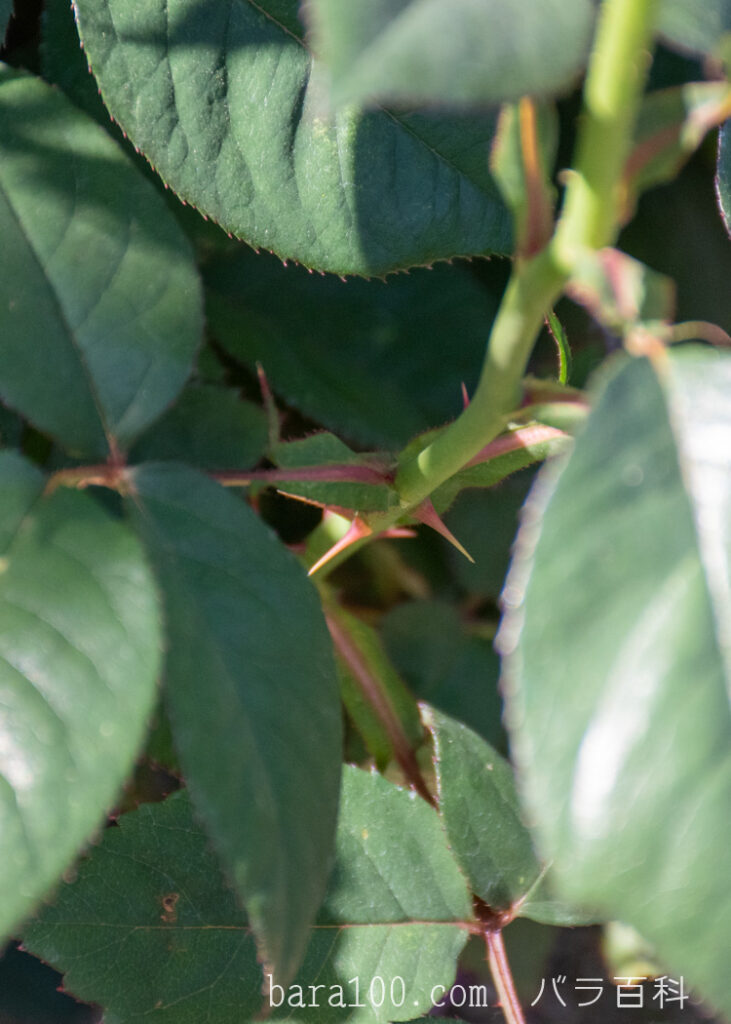 アブラカダブラ：ひらかたパーク ローズガーデンで撮影したバラの茎と葉とトゲ