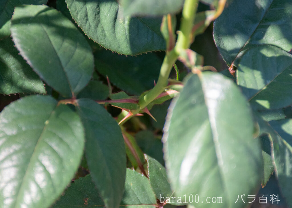 アブラカダブラ：ひらかたパーク ローズガーデンで撮影したバラの茎と葉とトゲ