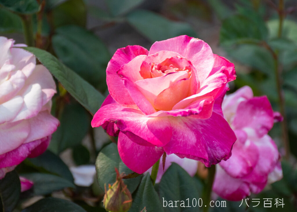 アブラカダブラ：ひらかたパーク ローズガーデンで撮影したバラの花