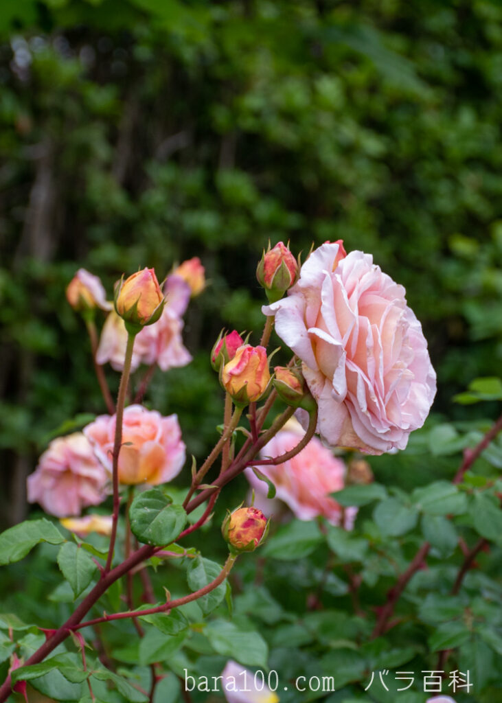 アブラハム ダービー：びわ湖大津館イングリッシュガーデンで撮影したバラの花と蕾