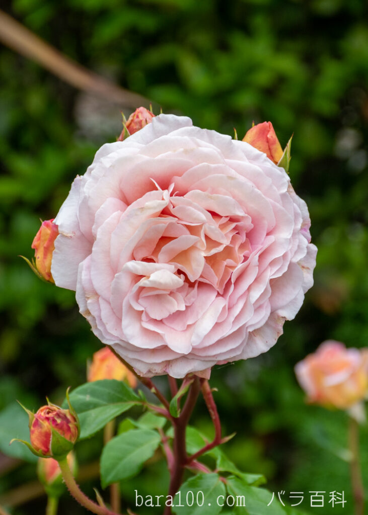 アブラハム ダービー：びわ湖大津館イングリッシュガーデンで撮影したバラの花