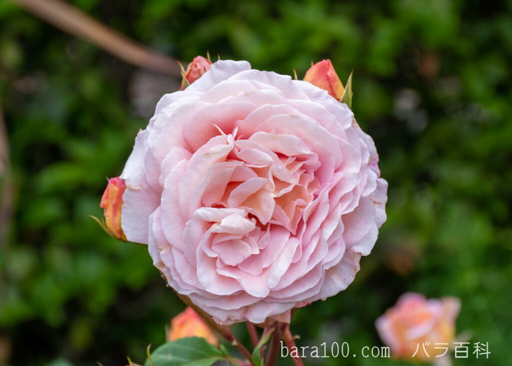 アブラハム ダービー：びわ湖大津館イングリッシュガーデンで撮影したバラの花