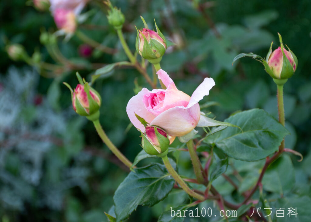 アブラハム ダービー：びわ湖大津館イングリッシュガーデンで撮影したバラの蕾