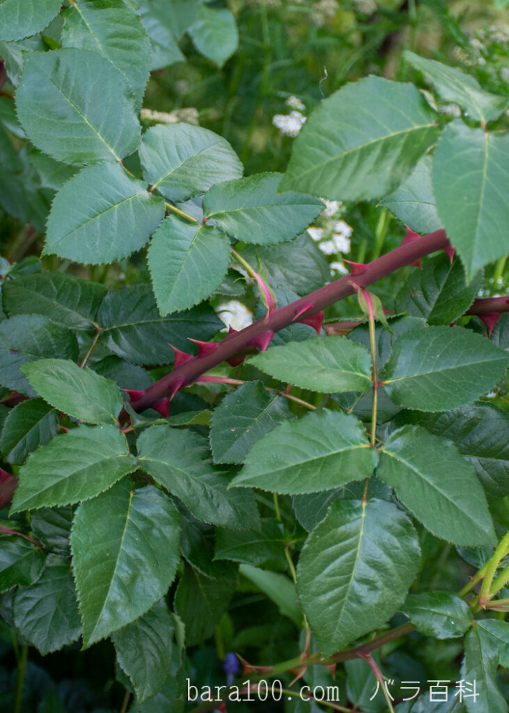 アブラハム ダービー：びわ湖大津館イングリッシュガーデンで撮影したバラの茎と葉とトゲ