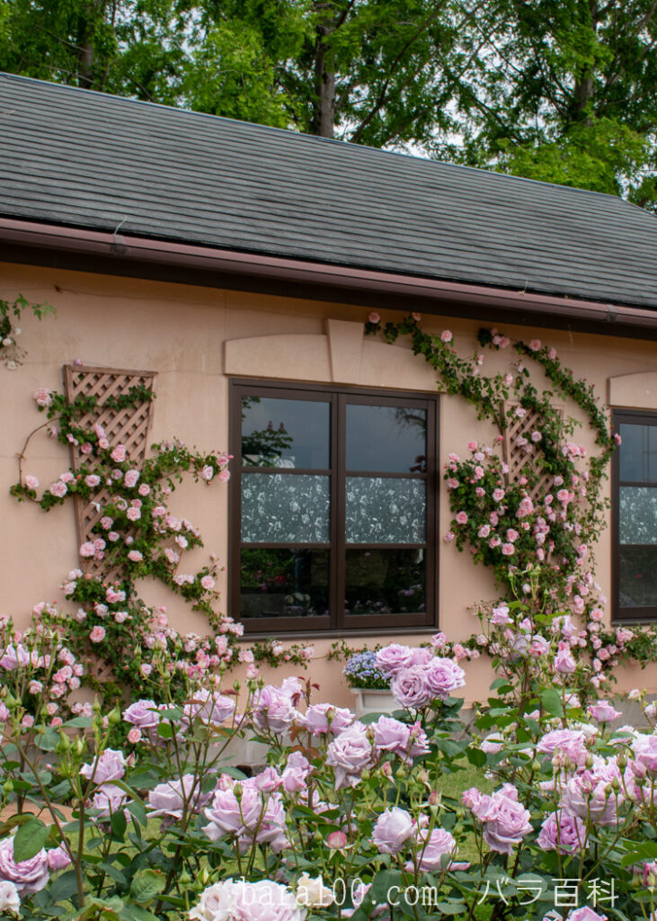 アルバータイン / アルバーティン：びわ湖大津館イングリッシュガーデンで撮影したバラの花のつたう家