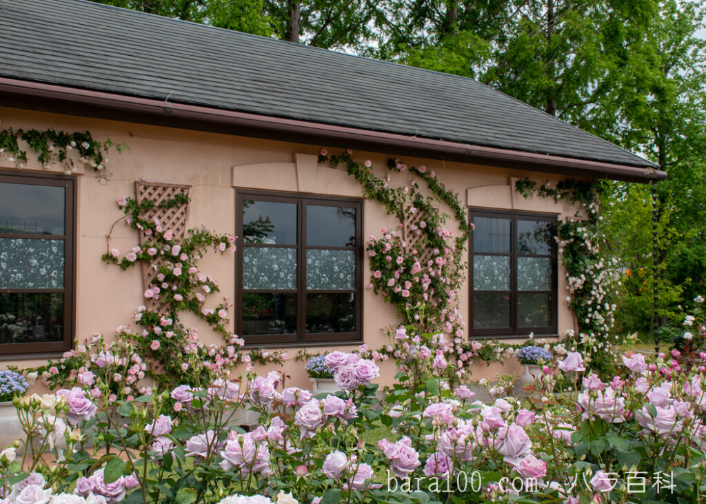 アルバータイン / アルバーティン：びわ湖大津館イングリッシュガーデンで撮影したバラのつたう家