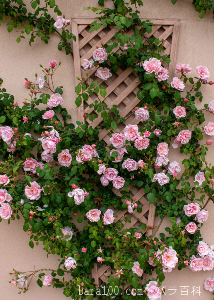 アルバータイン / アルバーティン：びわ湖大津館イングリッシュガーデンで撮影したバラの花の壁