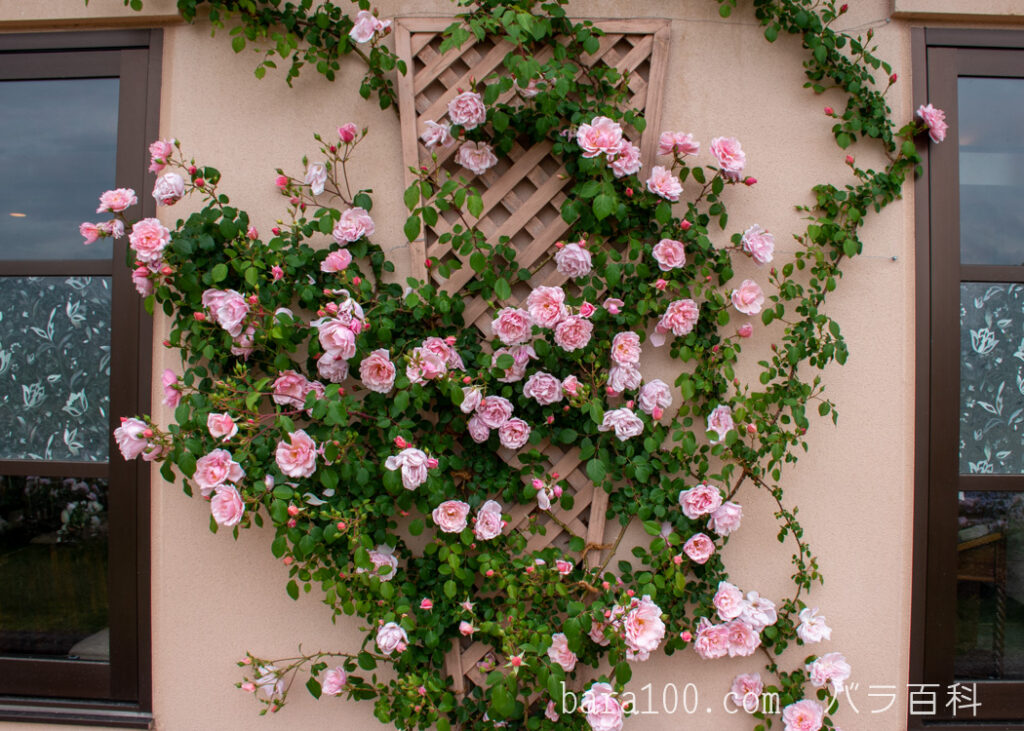 アルバータイン / アルバーティン：びわ湖大津館イングリッシュガーデンで撮影したバラの花の壁
