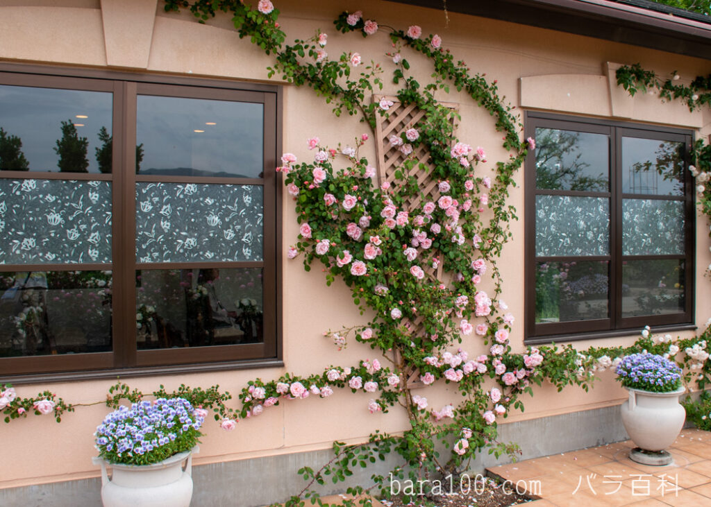 アルバータイン / アルバーティン：びわ湖大津館イングリッシュガーデンで撮影したバラの花の木