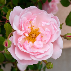 アルバータイン / アルバーティン：びわ湖大津館イングリッシュガーデンで撮影したバラの花