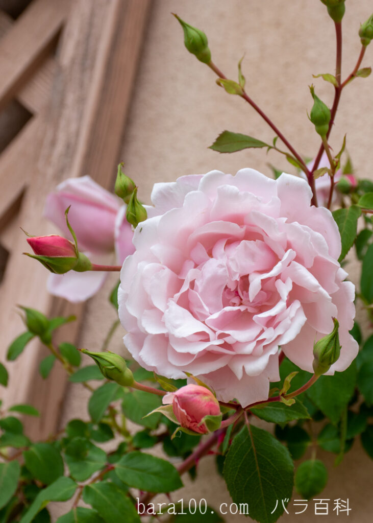 アルバータイン / アルバーティン：びわ湖大津館イングリッシュガーデンで撮影したバラの花