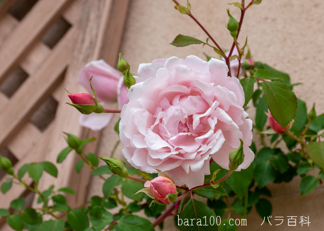 アルバーティン / アルバータイン / アルベルティーヌ