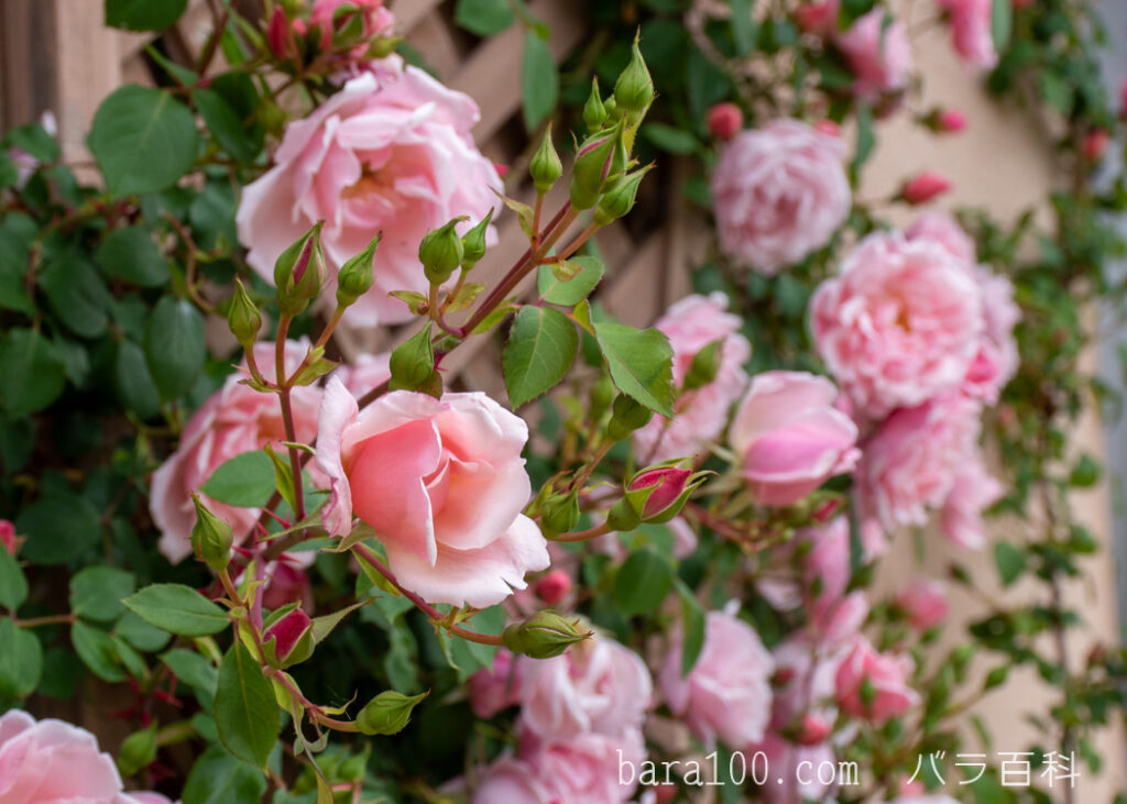 アルバータイン / アルバーティン：びわ湖大津館イングリッシュガーデンで撮影したバラの花と蕾
