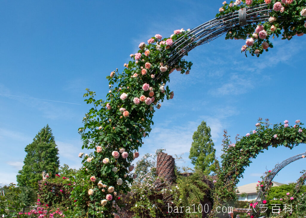 アルキミスト / アルケミスト：ひらかたパーク ローズガーデンで撮影したバラの花のアーチ
