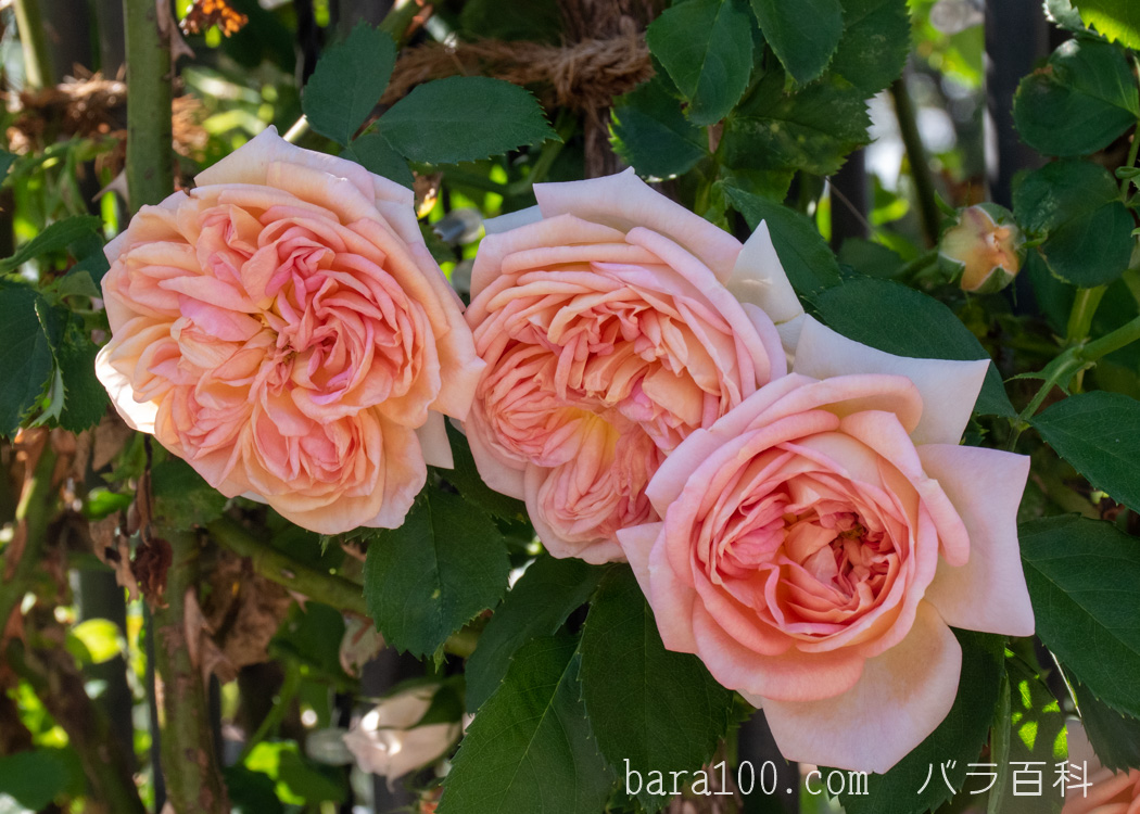 アルキミスト / アルケミスト