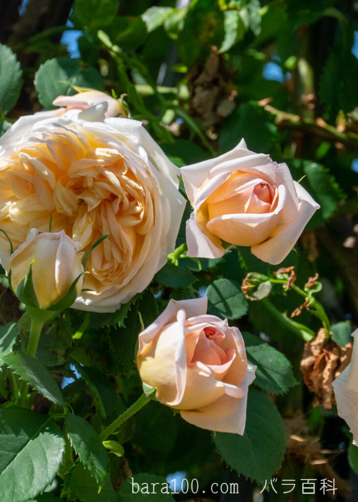 アルキミスト / アルケミスト：ひらかたパーク ローズガーデンで撮影したバラの花の蕾