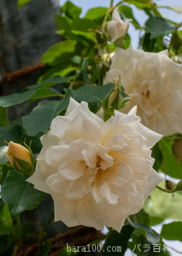 アリスター ステラ グレイ：ひらかたパーク ローズガーデンで撮影したバラの花