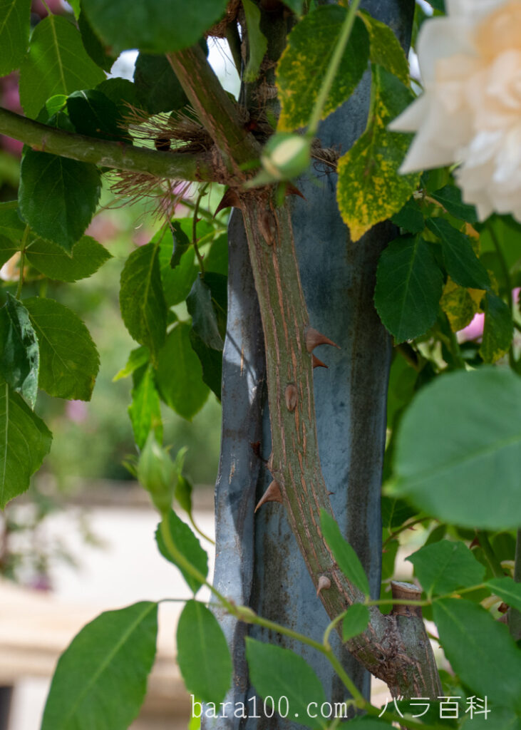 アリスター ステラ グレイ：ひらかたパーク ローズガーデンで撮影したバラの茎と葉とトゲ