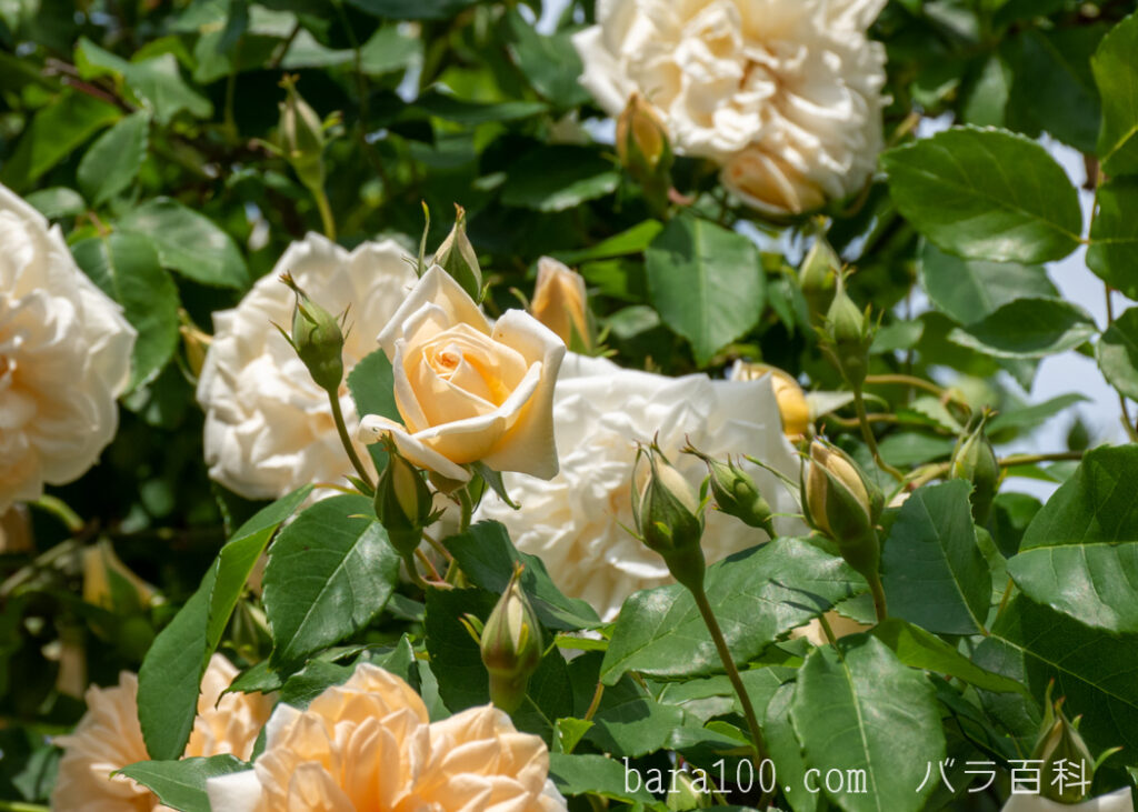 アリスター ステラ グレイ：ひらかたパーク ローズガーデンで撮影したバラの花と蕾
