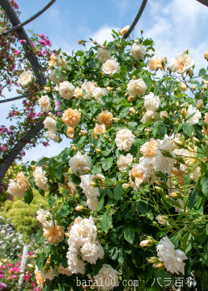 アリスター ステラ グレイ：ひらかたパーク ローズガーデンで撮影したバラのの木