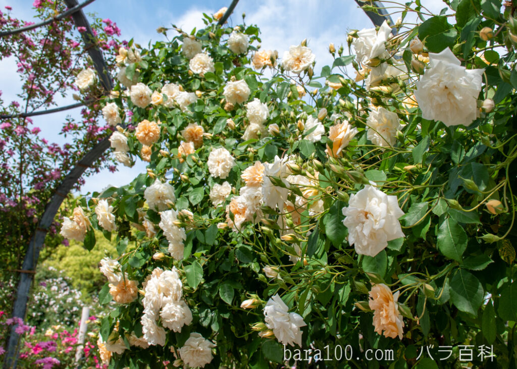 アリスター ステラ グレイ：ひらかたパーク ローズガーデンで撮影したバラの花の木