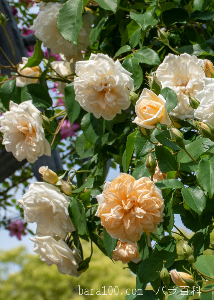 アリスター ステラ グレイ：ひらかたパーク ローズガーデンで撮影したバラの花