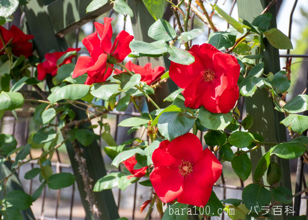アルティッシモ：浜寺ばら庭園で撮影したバラの花