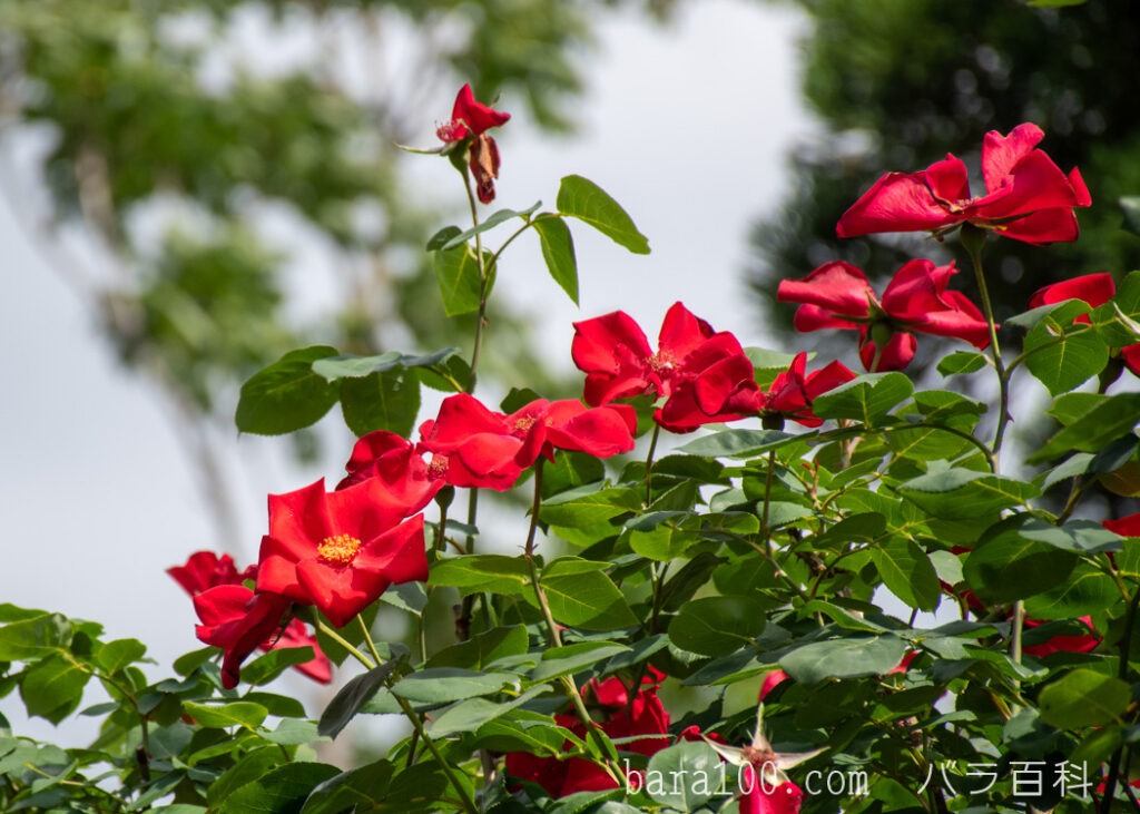 アルティッシモ：京都府立植物園 バラ園で撮影したバラの花