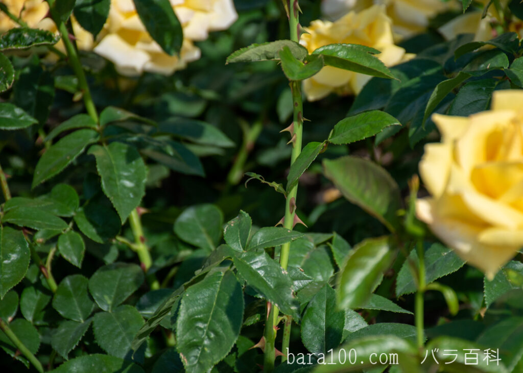 天津乙女 / アマツオトメ：ひらかたパーク ローズガーデンで撮影したバラの茎と葉とトゲ