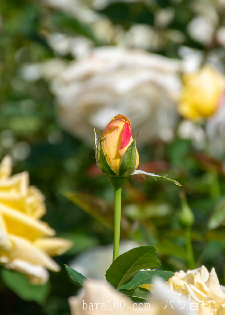 天津乙女 / アマツオトメ：ひらかたパーク ローズガーデンで撮影したバラの蕾