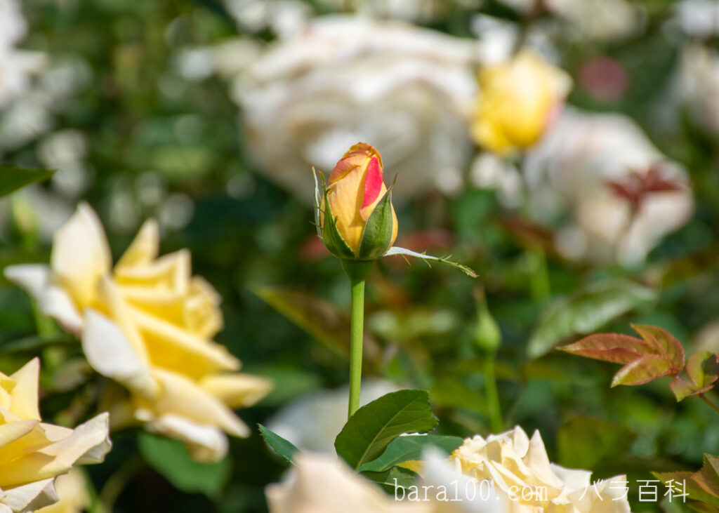 天津乙女 / アマツオトメ：ひらかたパーク ローズガーデンで撮影したバラのつぼみ